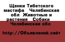 Щенки Тибетского мастифа - Челябинская обл. Животные и растения » Собаки   . Челябинская обл.